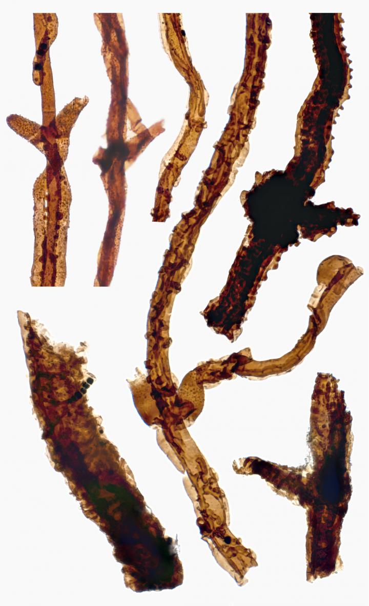 Filaments of <i>Tortotubus</i>