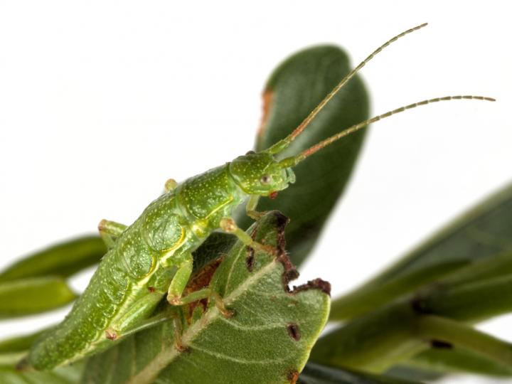 Green Morph, Timema