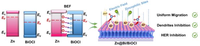 Bidirectional ion–electric field synergy via in situ grown BiOCl/Bi heterostructure enabling ultra–stable zinc anodes across wide temperatures