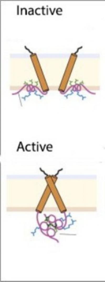 EGFR Activation