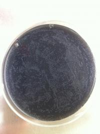 <em>Legionella</em> Colonies