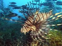 Invasive Lionfish