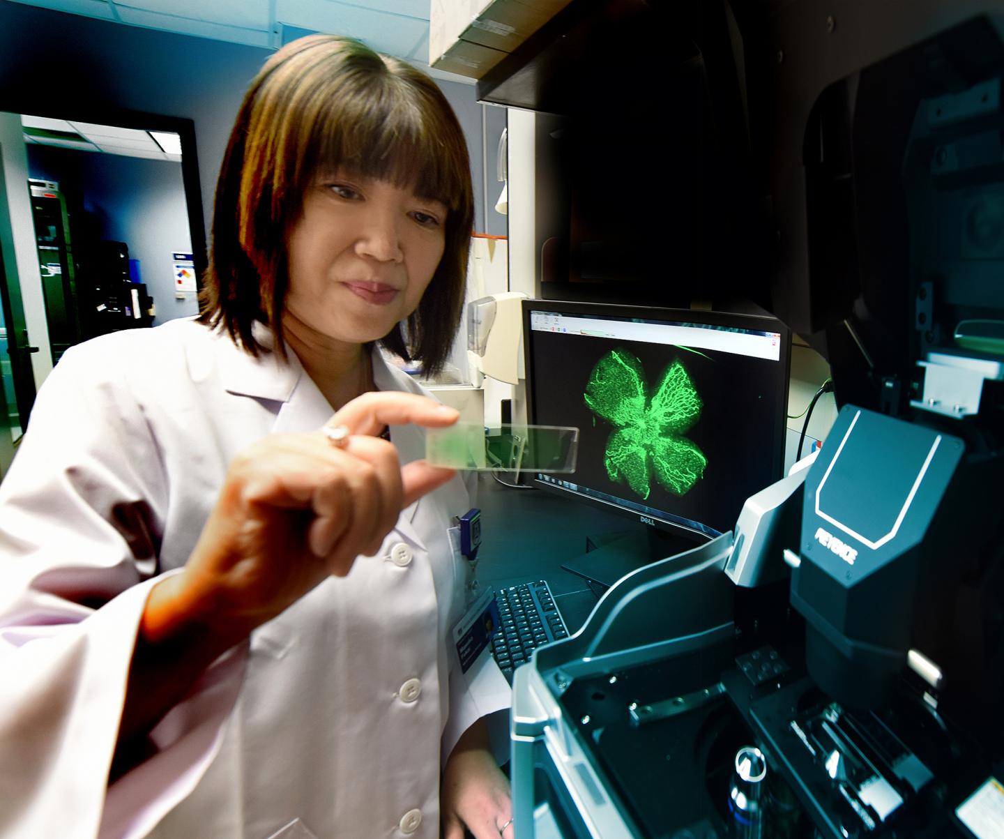 Masuko Ushio-Fukai, Augusta University