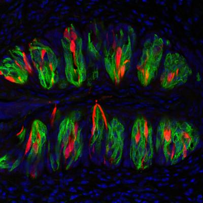 Taste Cells