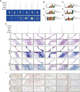 Effects of APPswe on BMP2-induced bone formation and repair in rBMSCs in vivo.