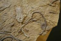 Crinoid Fossils