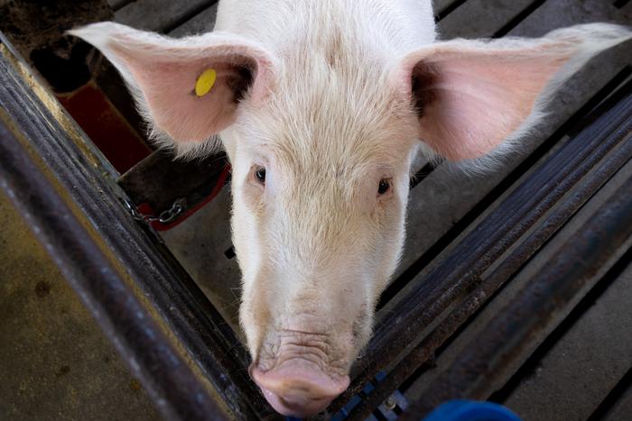 Swine at Savoy Research Complex in Fayetteville, Arkansas
