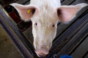 Swine at Savoy Research Complex in Fayetteville, Arkansas