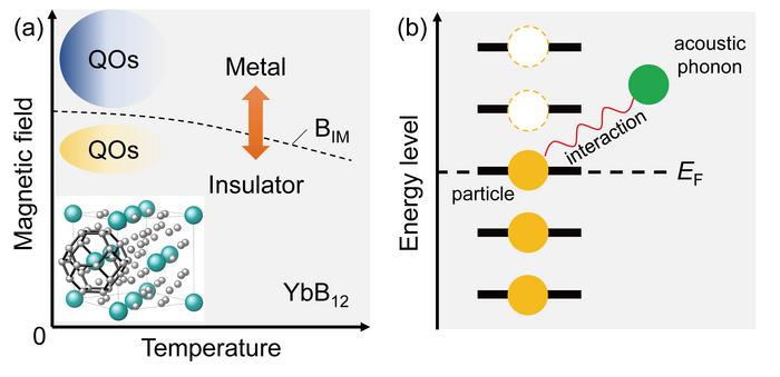 Electron–phonon interactions and quantum oscillations in YbB12