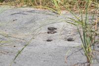 Study Sheds Light on Fate of Diminishing Male Populations