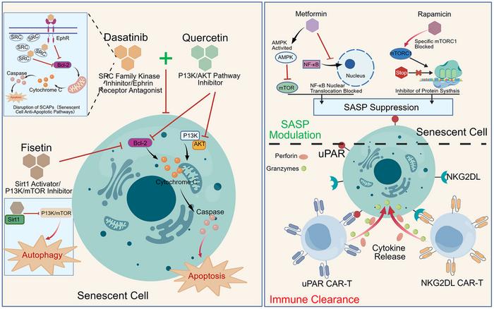 Cellular senescence: from pathogenic mechanisms to precision anti-aging interventions
