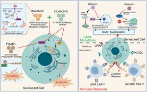 Cellular senescence: from pathogenic mechanisms to precision anti-aging interventions