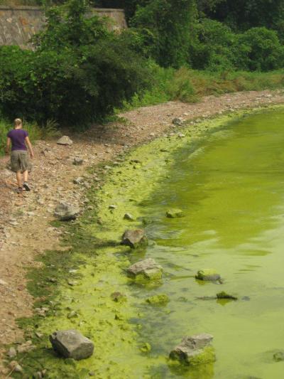 Blue-green Alga Blooms in Lake Taihu