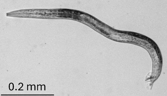 C. elegans