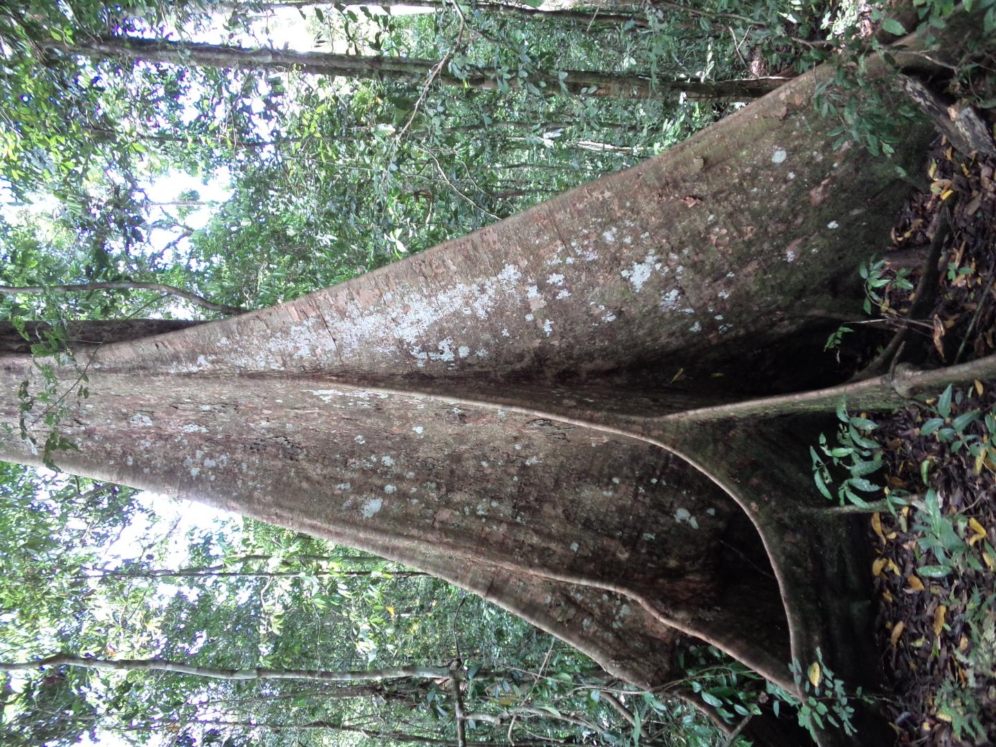 When Trees Turn On Their Own Kind (6 of 12) | EurekAlert!