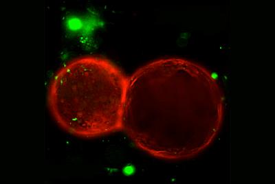 Stomach Cells