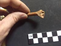 Rabbit bone