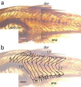 Specimen of a zebrafish