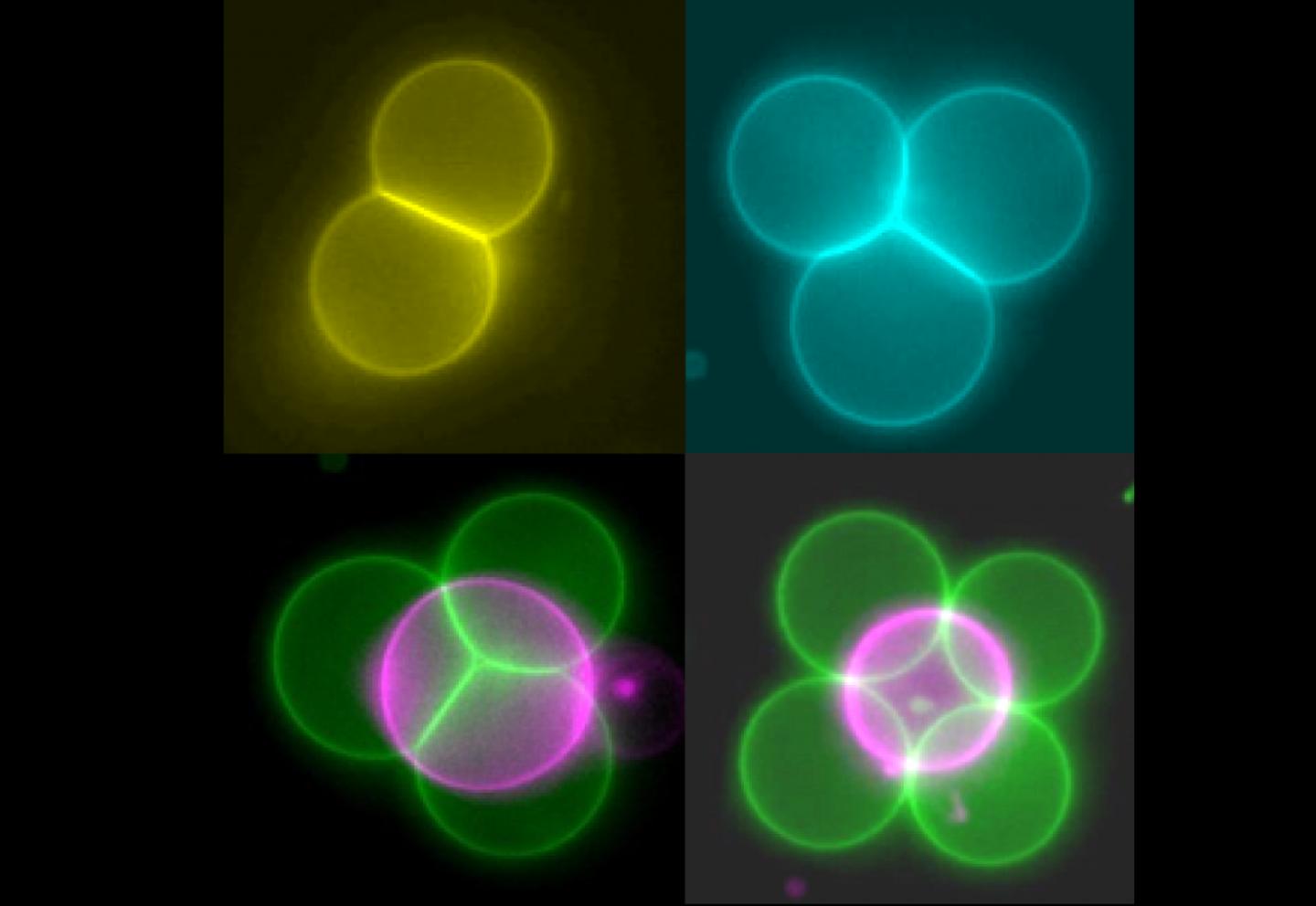 Artificial Cells