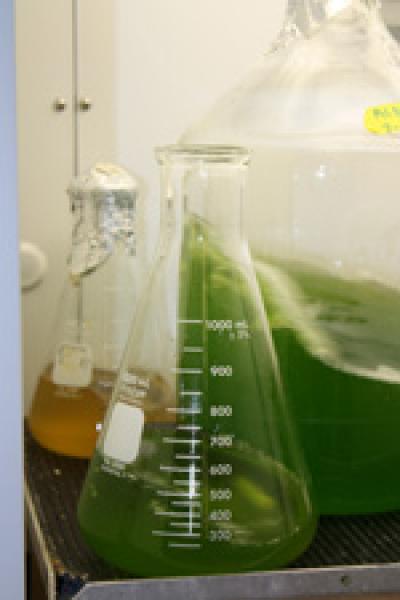 Flask of <i>Chlamydomonas reinhardtii</i>