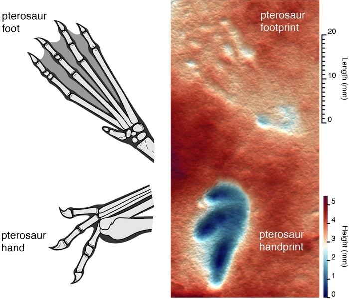 Pterosaur hand and foot