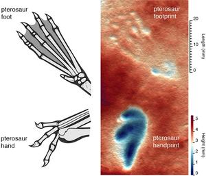 Pterosaur hand and foot