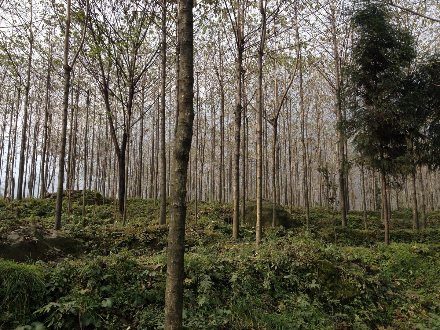 Photo 3 Plantation