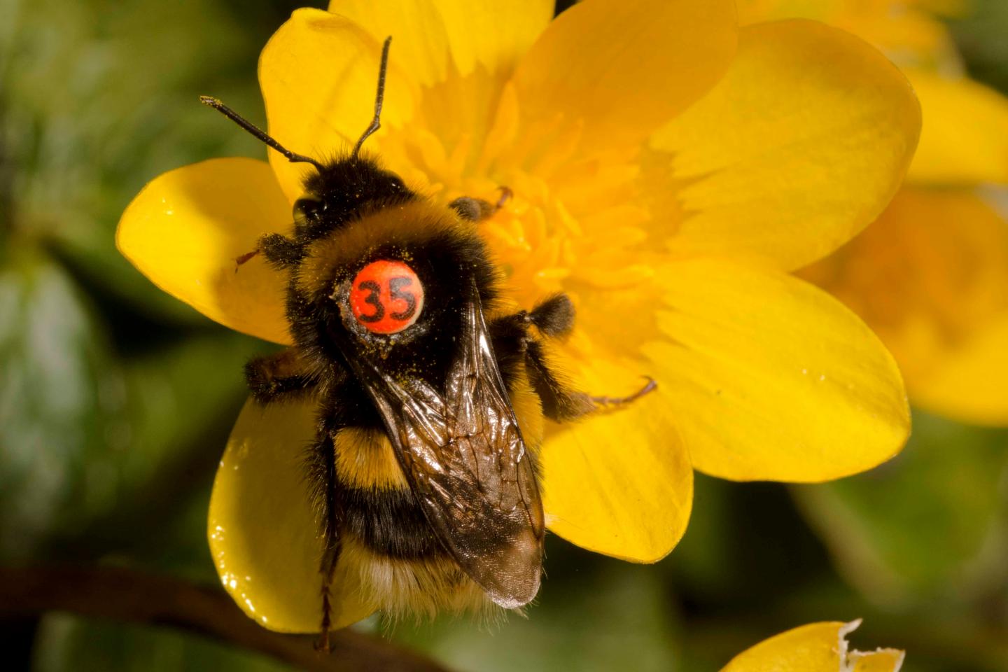 QMUL Tagged Bee on a Yellow Flower