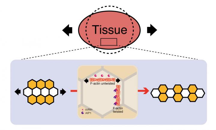 Image In Response to Tissue Tension Cells Change Their Positions