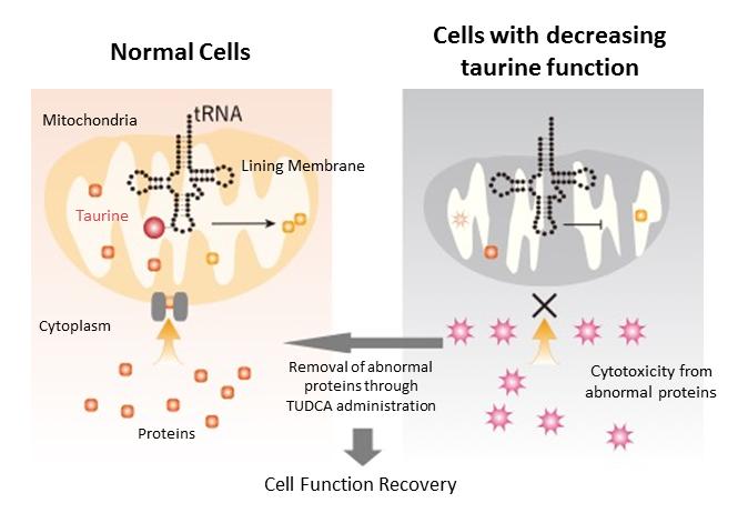 Protein Production Mechanism in Mitochondria