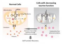難病「ミトコンドリア病」発症の原因を解明 | EurekAlert!