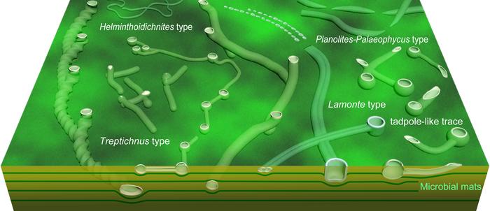 Schematic illustration of trace fossils in the Shibantan assemblage