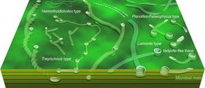 Schematic illustration of trace fossils in the Shibantan assemblage
