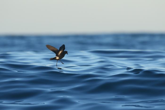 Impulsar la protección de las aves marinas más pequeñas y esquivas del mundo