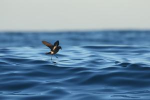 Impulsar la protección de las aves marinas más pequeñas y esquivas del mundo
