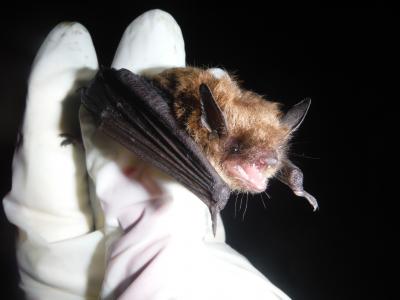 Brown Bat