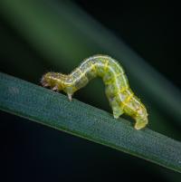 Insect larvae hosting bacteria