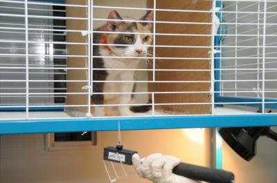 Diagnosis and Treatment Now Possible for Osteoarthritic Cats (1 of 3)
