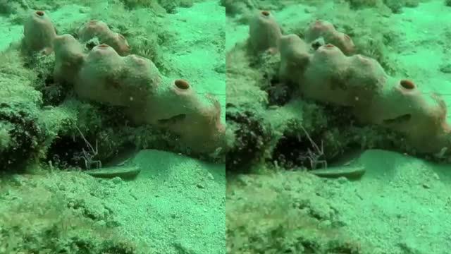 Cleaner Shrimp as Seen in Human Vision (Left) and Fish Vision (Right)