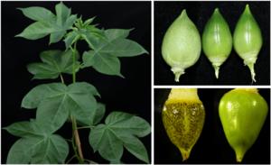 Gossypium barbadense plant (knocking out GbPGF gene ) with glandless bolls
