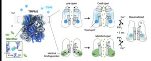 CryoEM Captures Cold Sensing Channel
