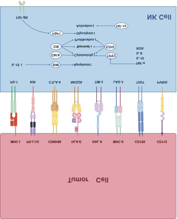 NK cells express inhibitory receptors (TIGIT, PD-1, NKG2A) that tumors exploit to evade immune attack, alongside activating receptors (NKG2D, DNAM-1) that promote cancer cell killing. Blocking inhibitory checkpoints restores anti-tumor function.