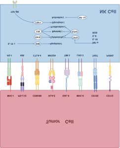 NK cells express inhibitory receptors (TIGIT, PD-1, NKG2A) that tumors exploit to evade immune attack, alongside activating receptors (NKG2D, DNAM-1) that promote cancer cell killing. Blocking inhibitory checkpoints restores anti-tumor function.