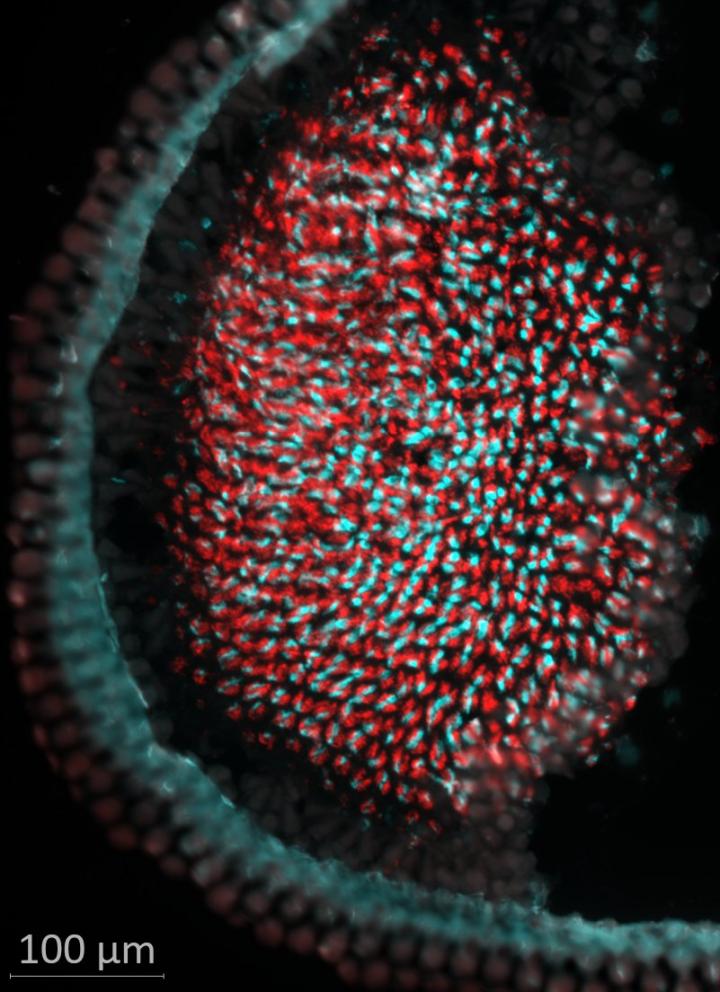 Opsin expression patterns across ommatidia in the eye of a female hairstreak butterfly, Eumaeus atala (Lepidoptera: Lycaenidae).