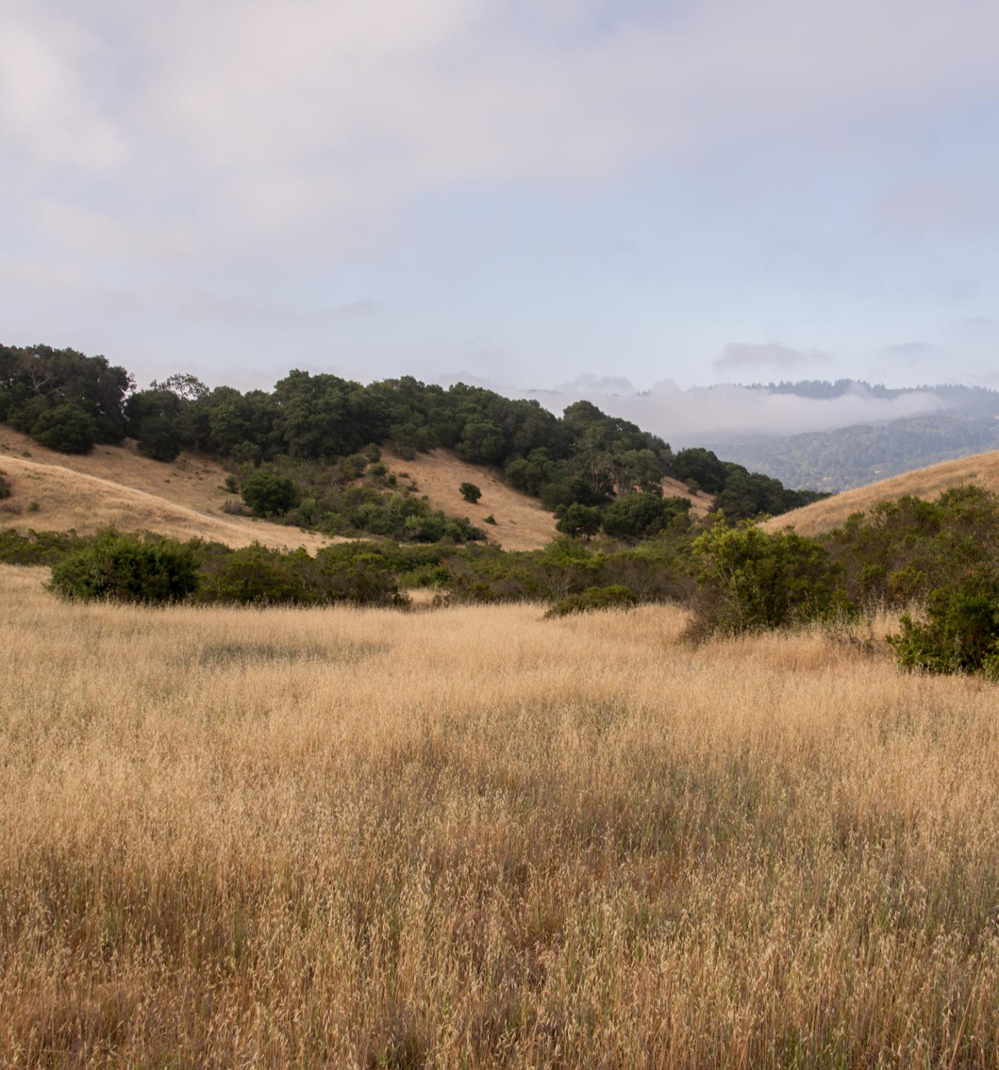 Grassland at Jasper Ridge Global Change Experiment