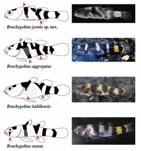 Diagnostic marking pattern comparison among all species of Brachygobius
