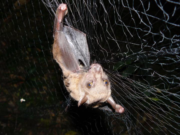 Forest Bat