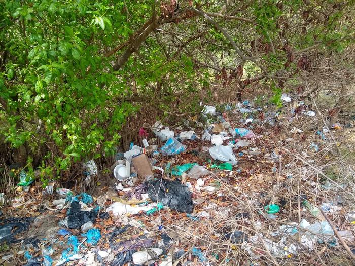 Litter invades the mangroves of tropical countries