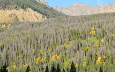 Photo of Pine Tree Forest and Mountain Peaks