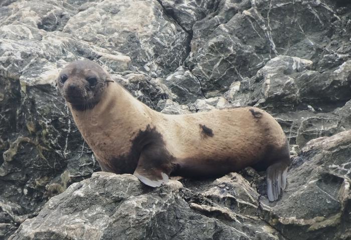 Seal with severe alopecia